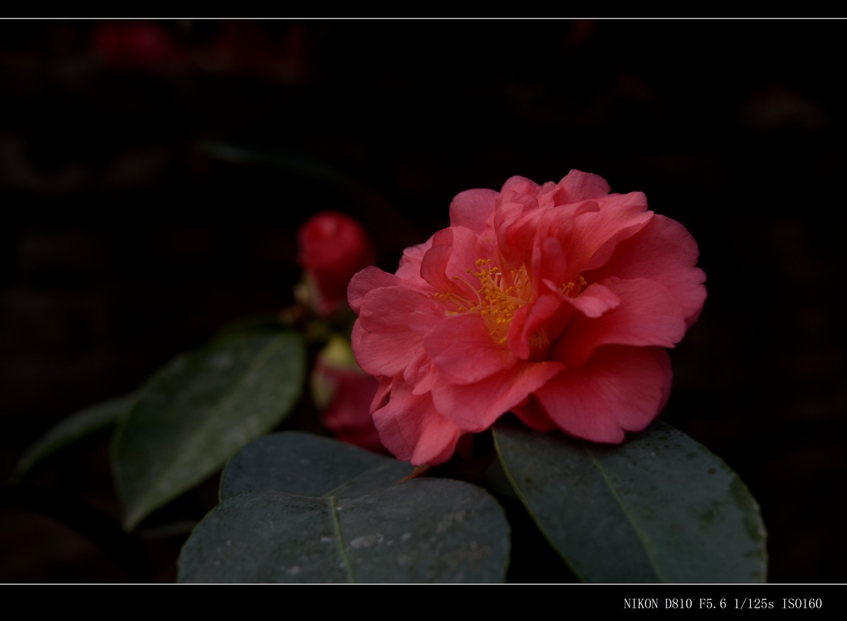 生态园拍花卉－山茶花