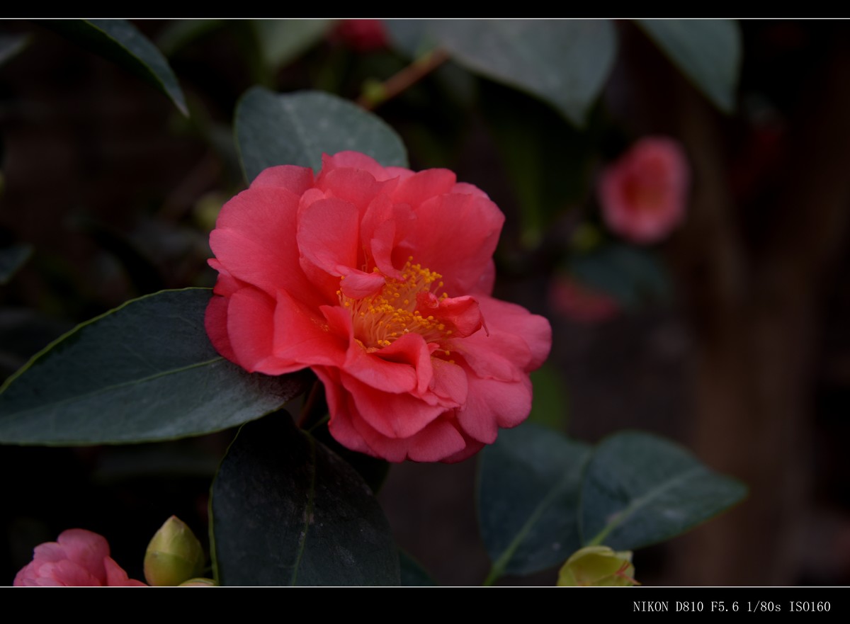 生态园拍花卉－山茶花