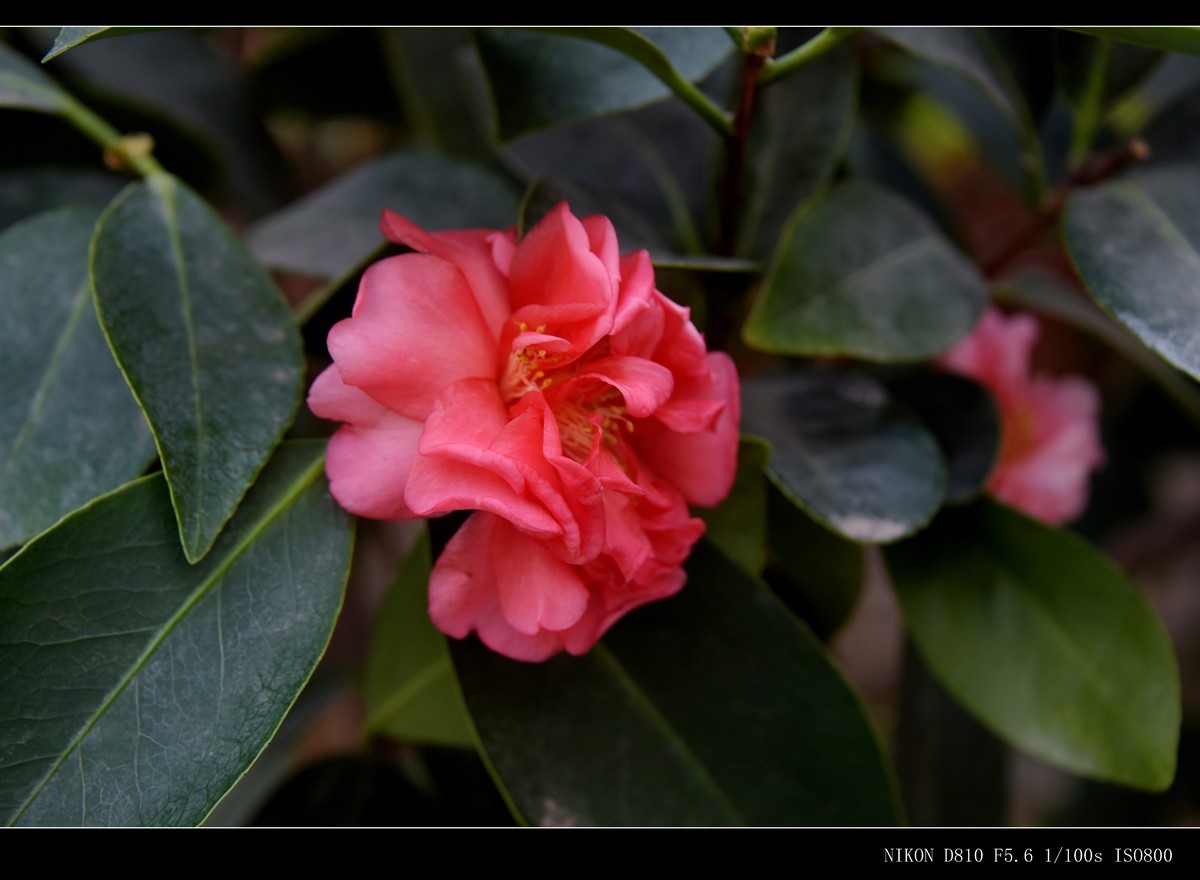 生态园拍花卉－山茶花