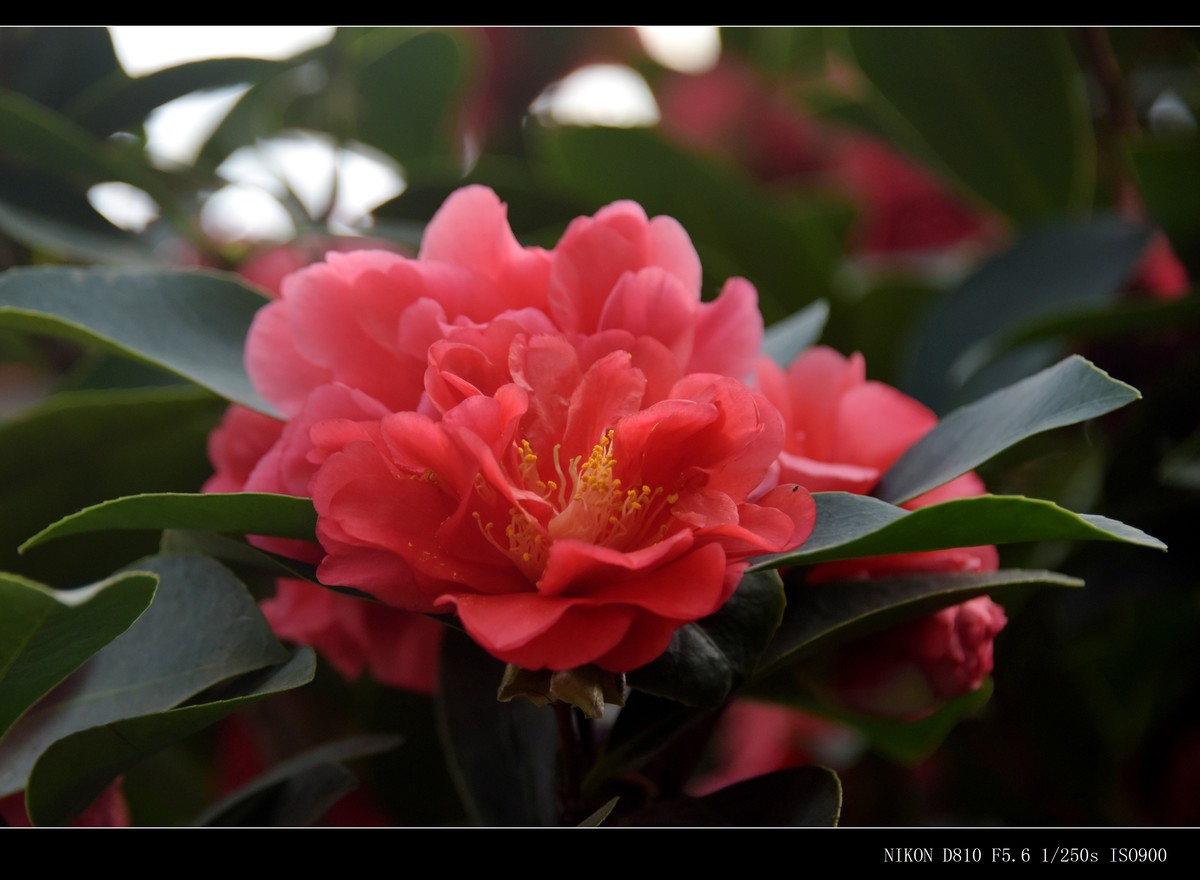 生态园拍花卉－山茶花