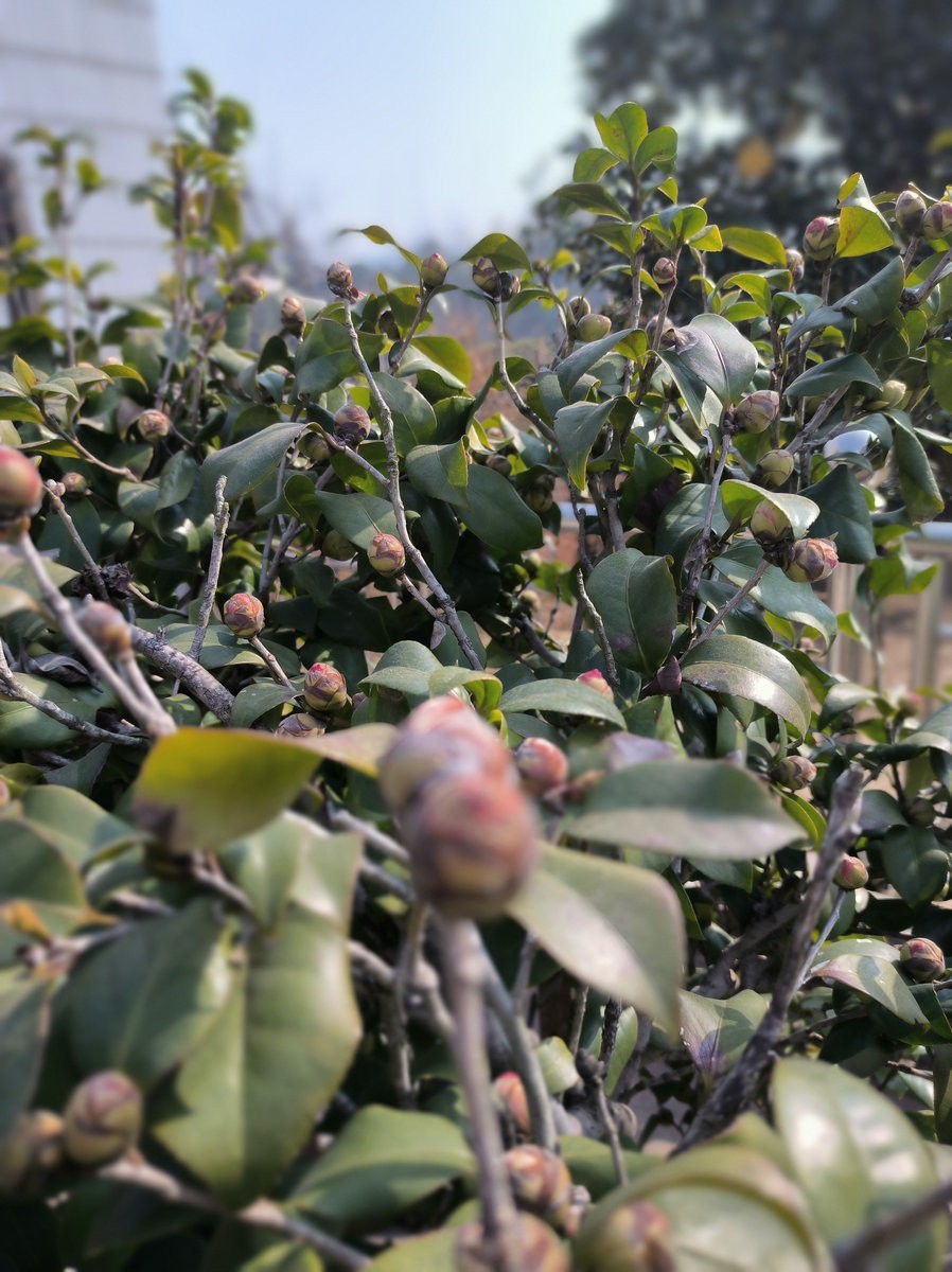 漫步星城 走街串巷（618）晨曦