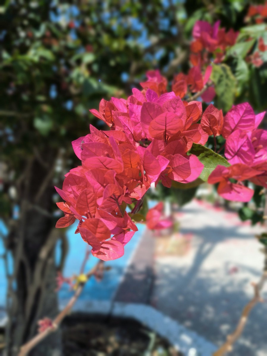 2025春节 广东行（88）独特的语言——军声