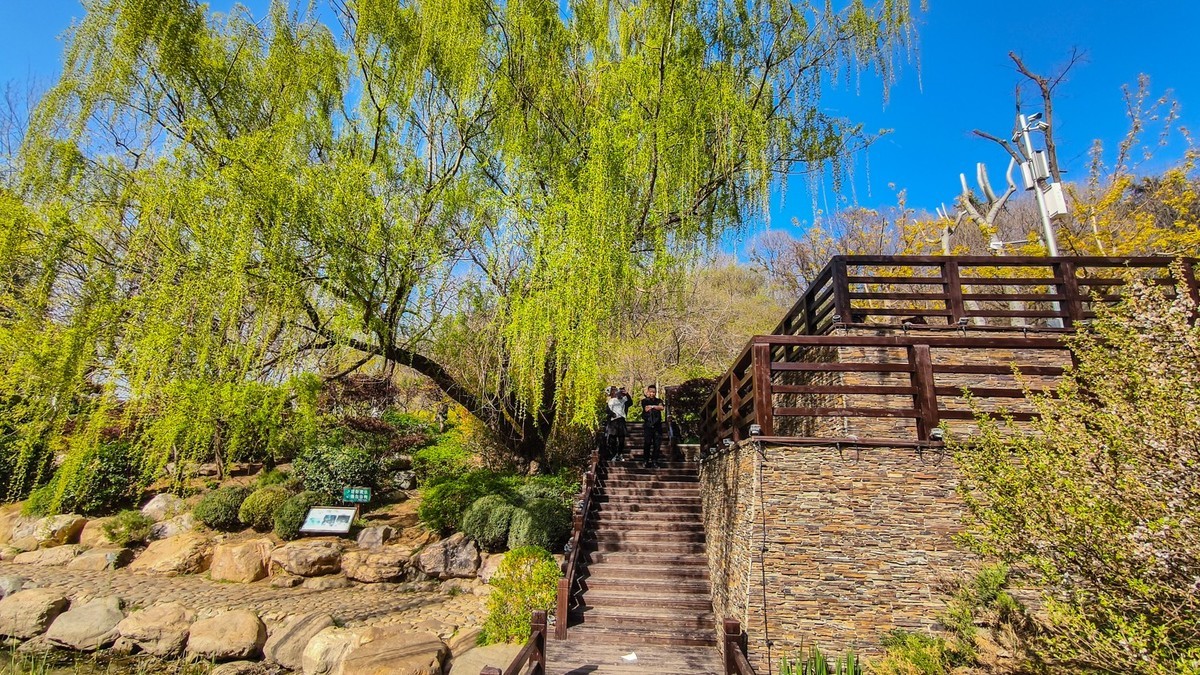 春 和 景 明 植 物 园 （ 三 ）