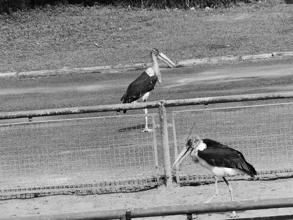 深圳动物园5（完结篇）