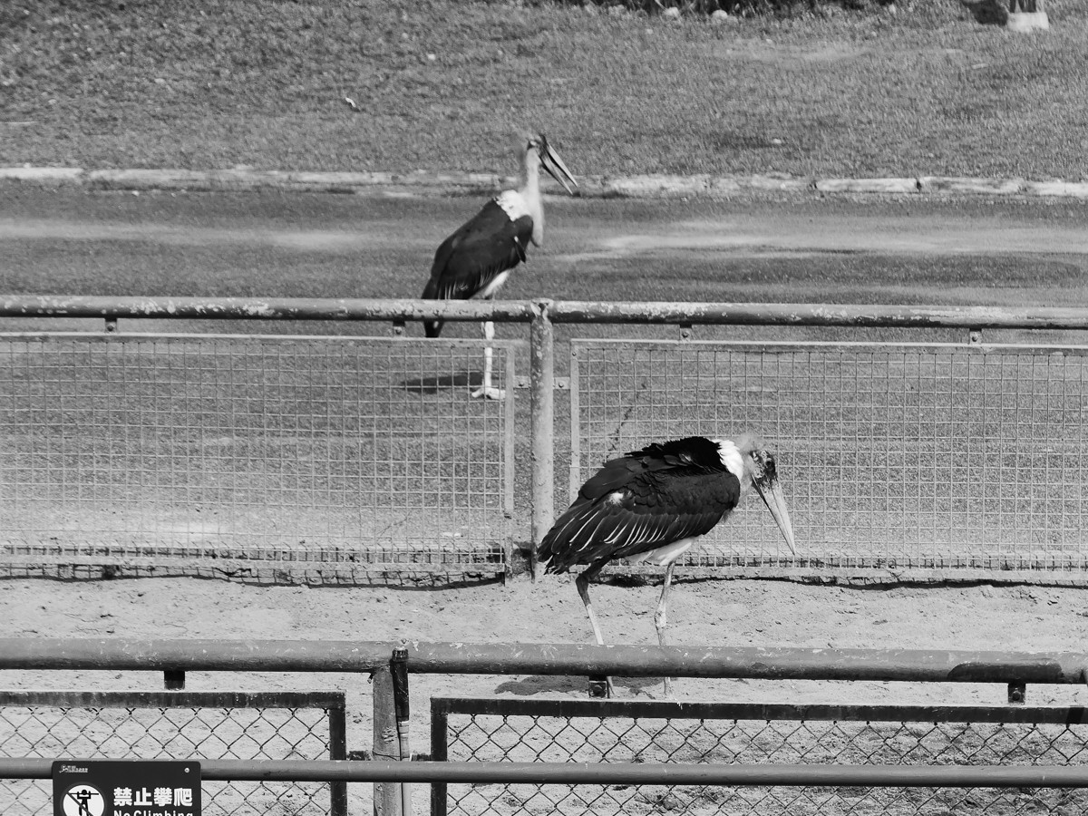 深圳动物园5（完结篇）