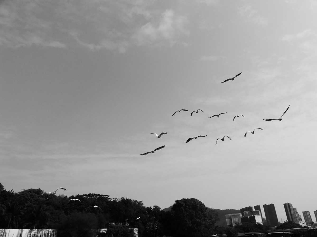 深圳动物园5（完结篇）