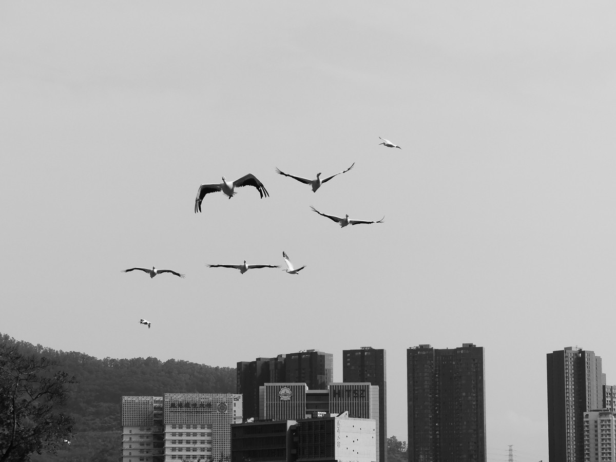 深圳动物园5（完结篇）