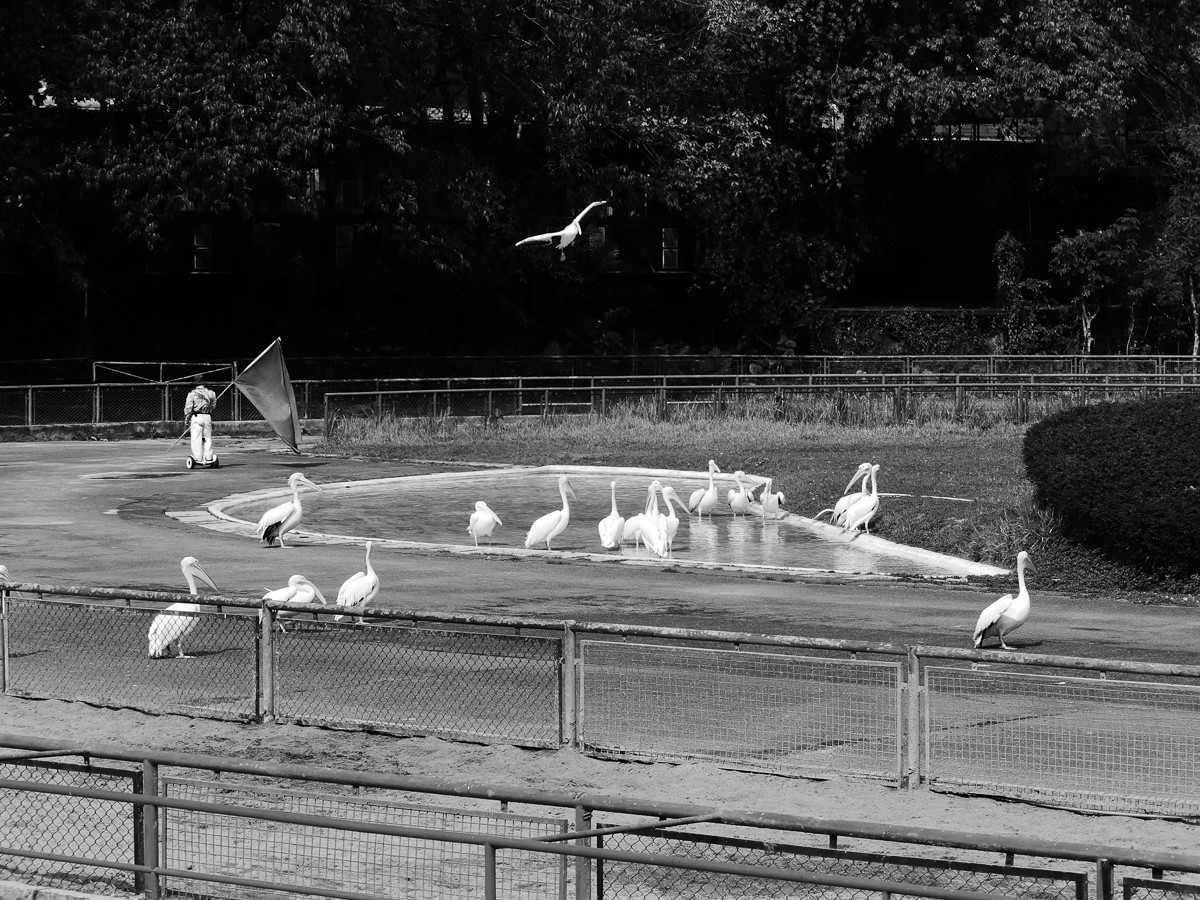 深圳动物园5（完结篇）