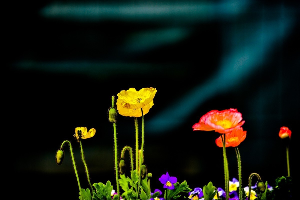 花之圆（莱茵花博会）