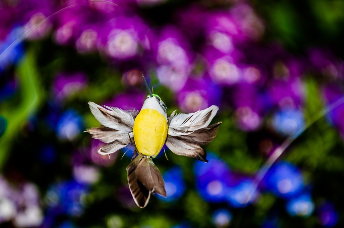 花之圆（莱茵花博会）