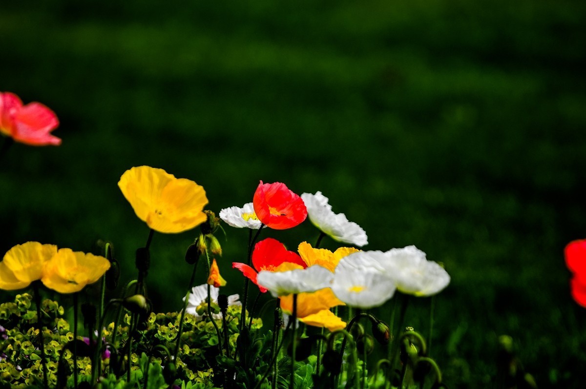花之圆（莱茵花博会）