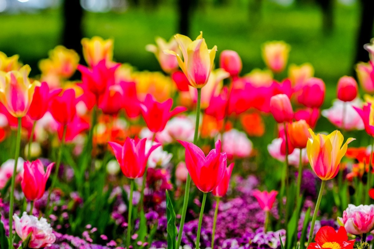 花之圆（莱茵花博会）