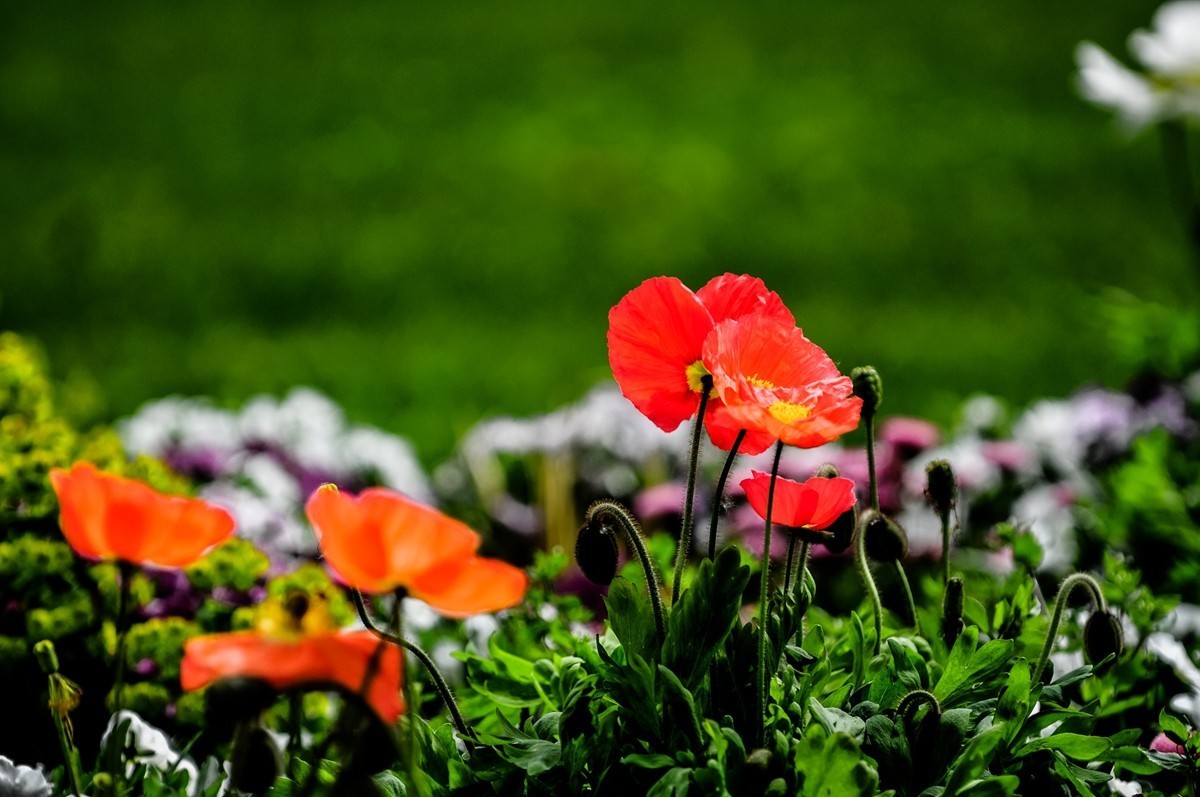 花之圆（莱茵花博会）