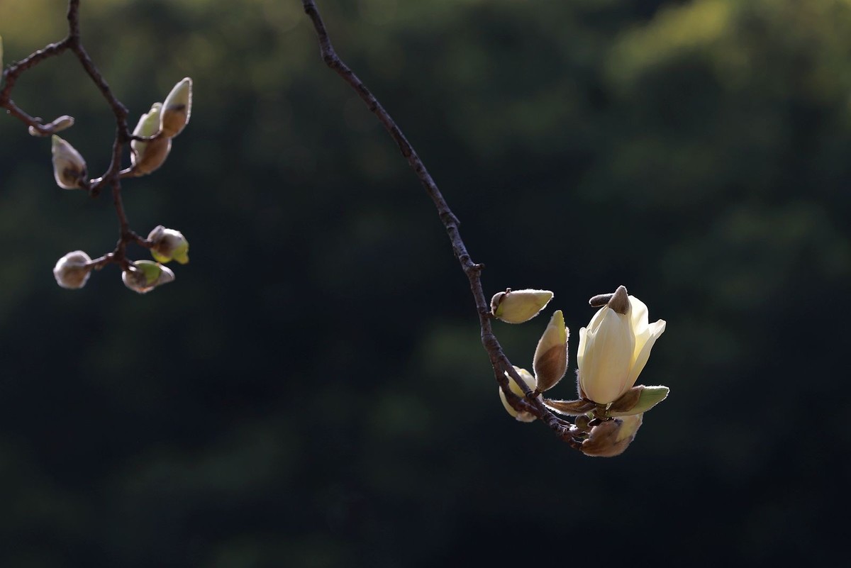 玉兰花 (1)