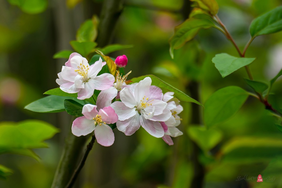 #版主坐堂#小五星空(中国)2022年4月精品荟萃