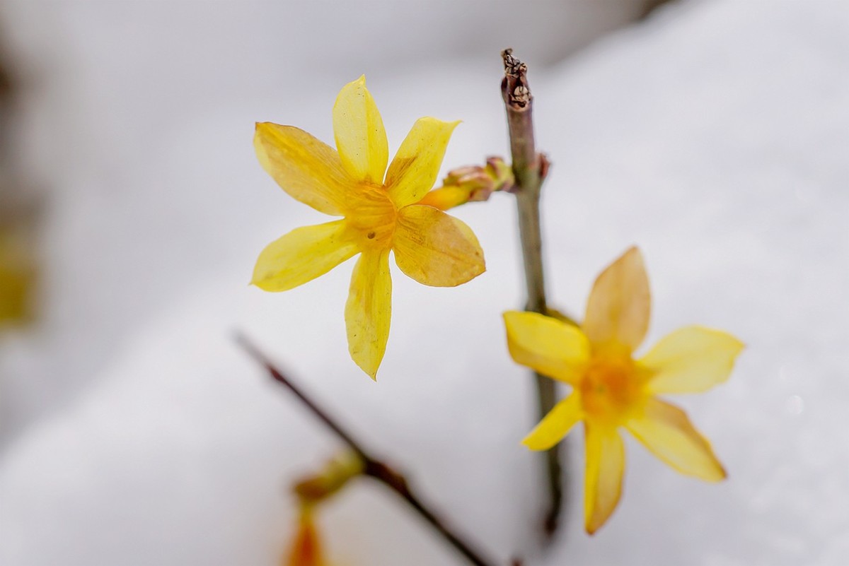 北京昌平新城春雪迎春花