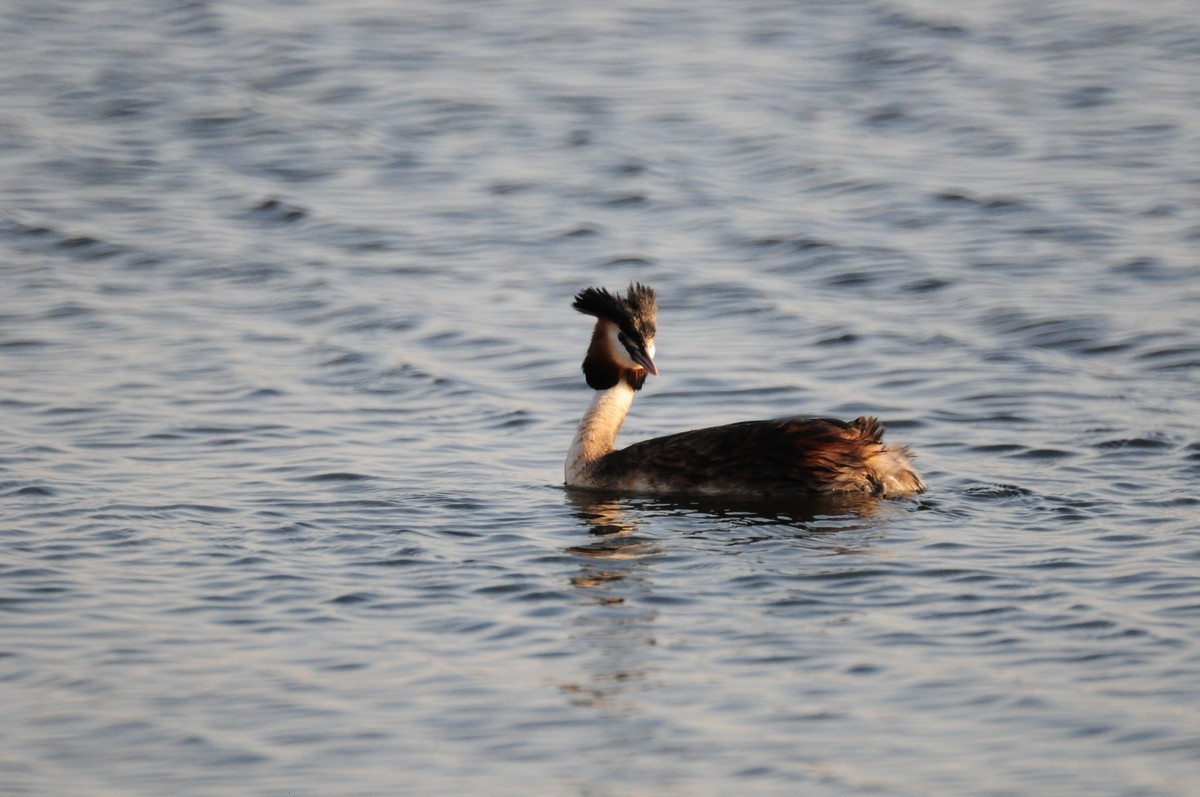 #版主坐堂#小五星空(中国)2022年4月精品荟萃