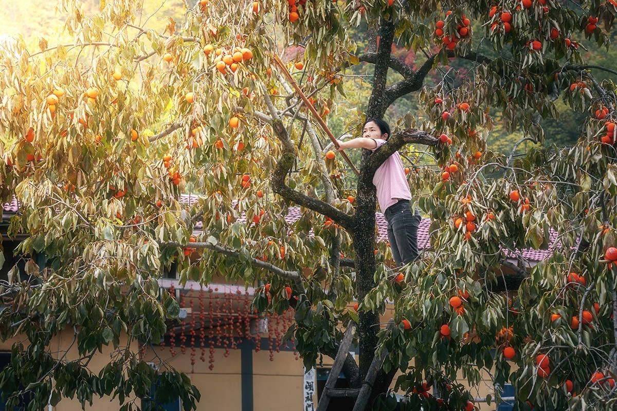 #留住美丽秋天# --好“柿”连连
