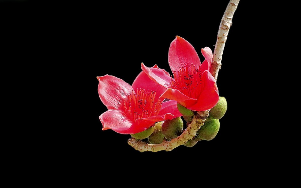 23129 ─ 怒放的红棉（3）