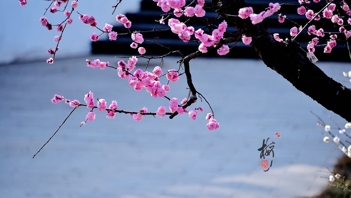 #花开春光寻美景---早梅