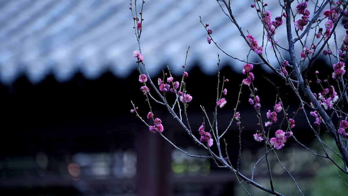 #花开春光寻美景---早梅