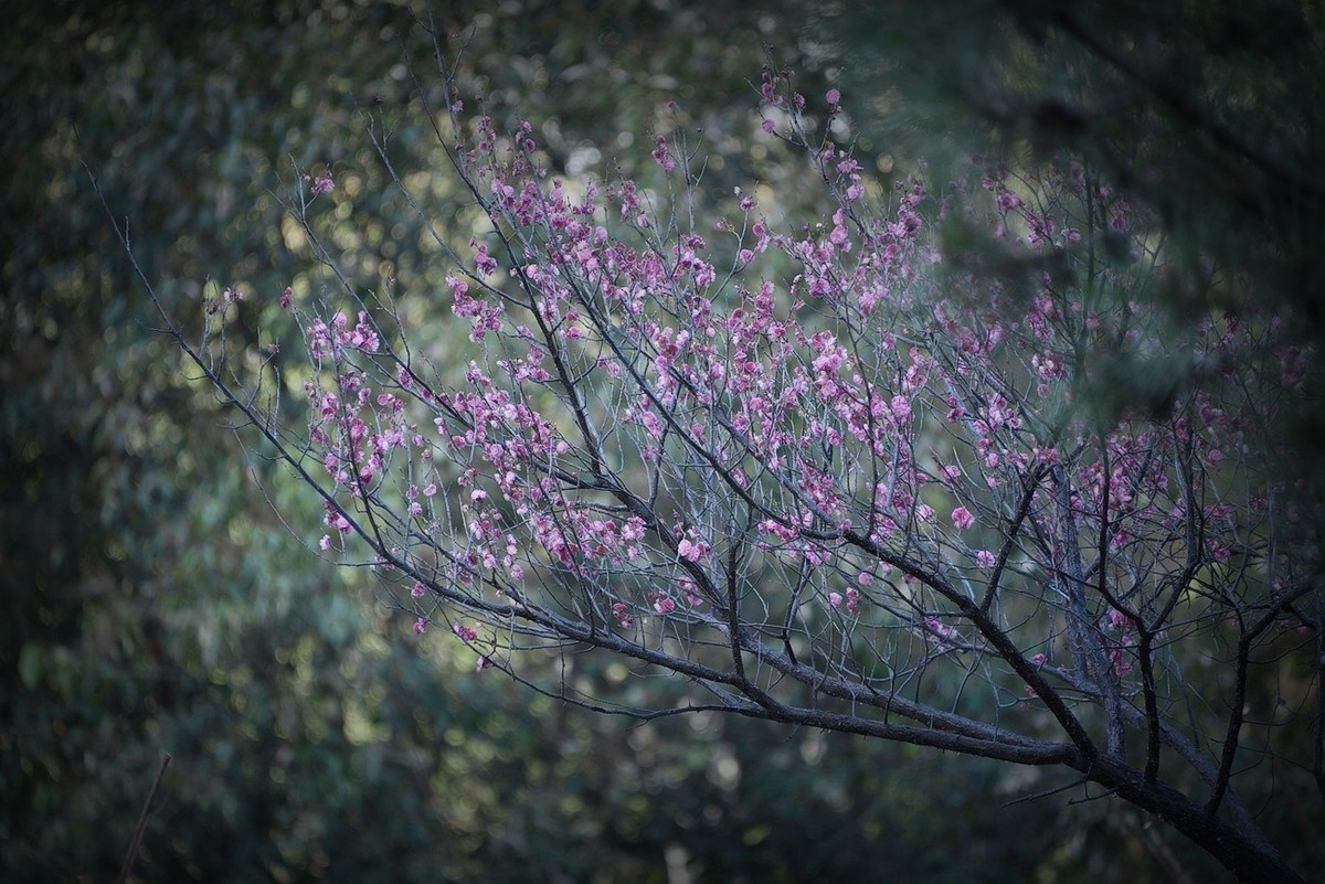 #花开春光寻美景---早梅