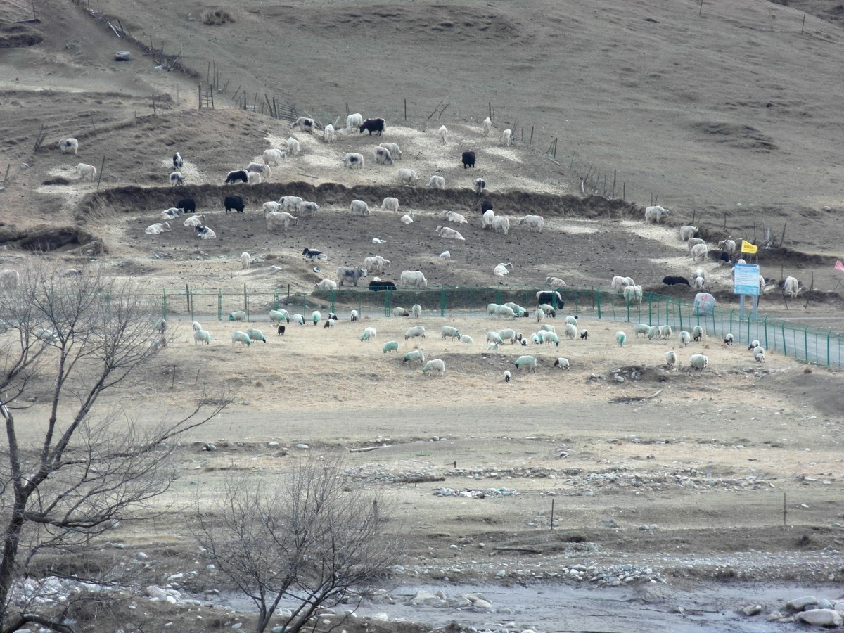 分风吹草地遍牛羊