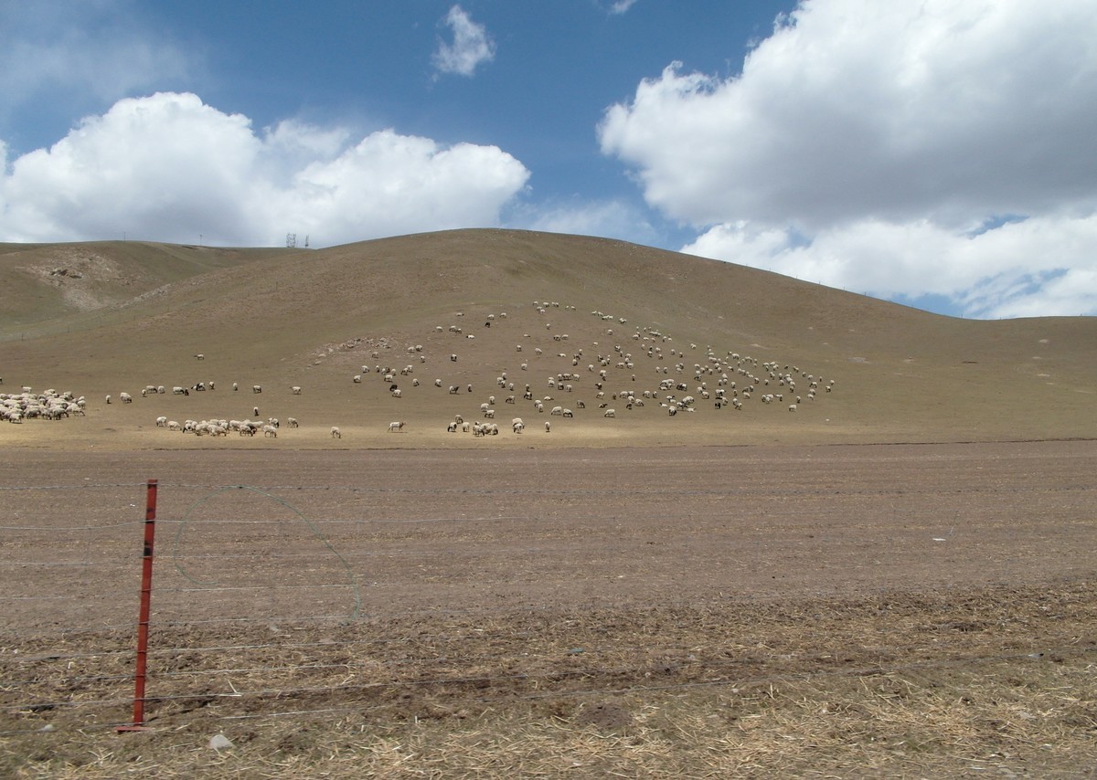 分风吹草地遍牛羊