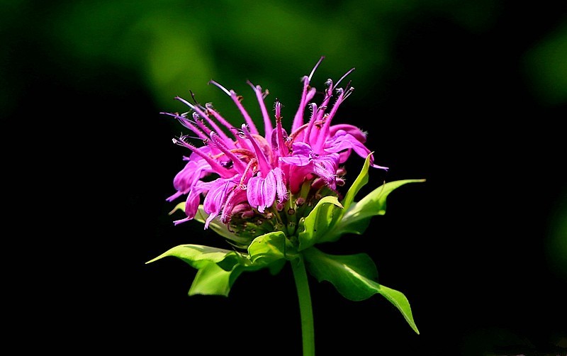 《不老松：纪实摄影》马薄荷！
