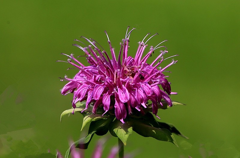 《不老松：纪实摄影》马薄荷！