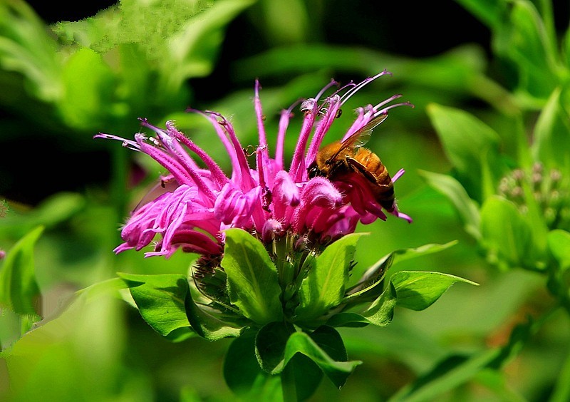 《不老松：纪实摄影》马薄荷！
