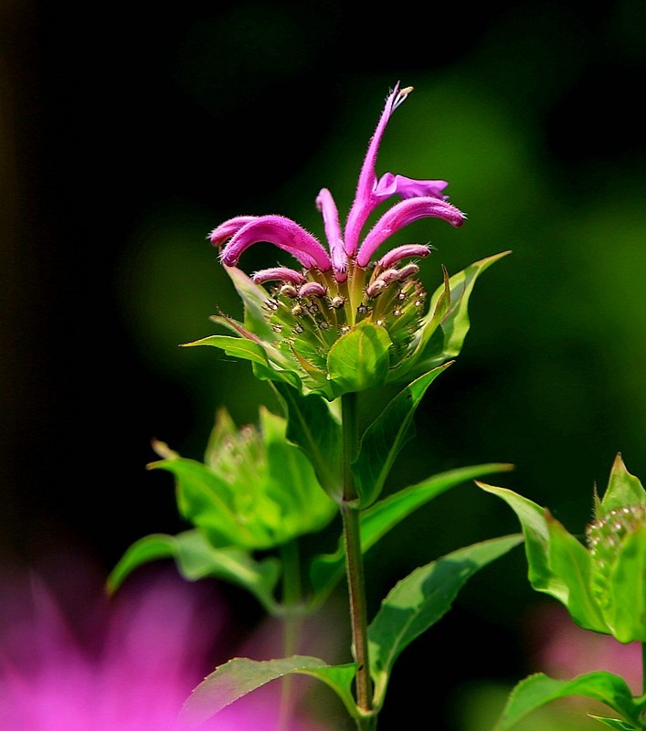 《不老松：纪实摄影》马薄荷！