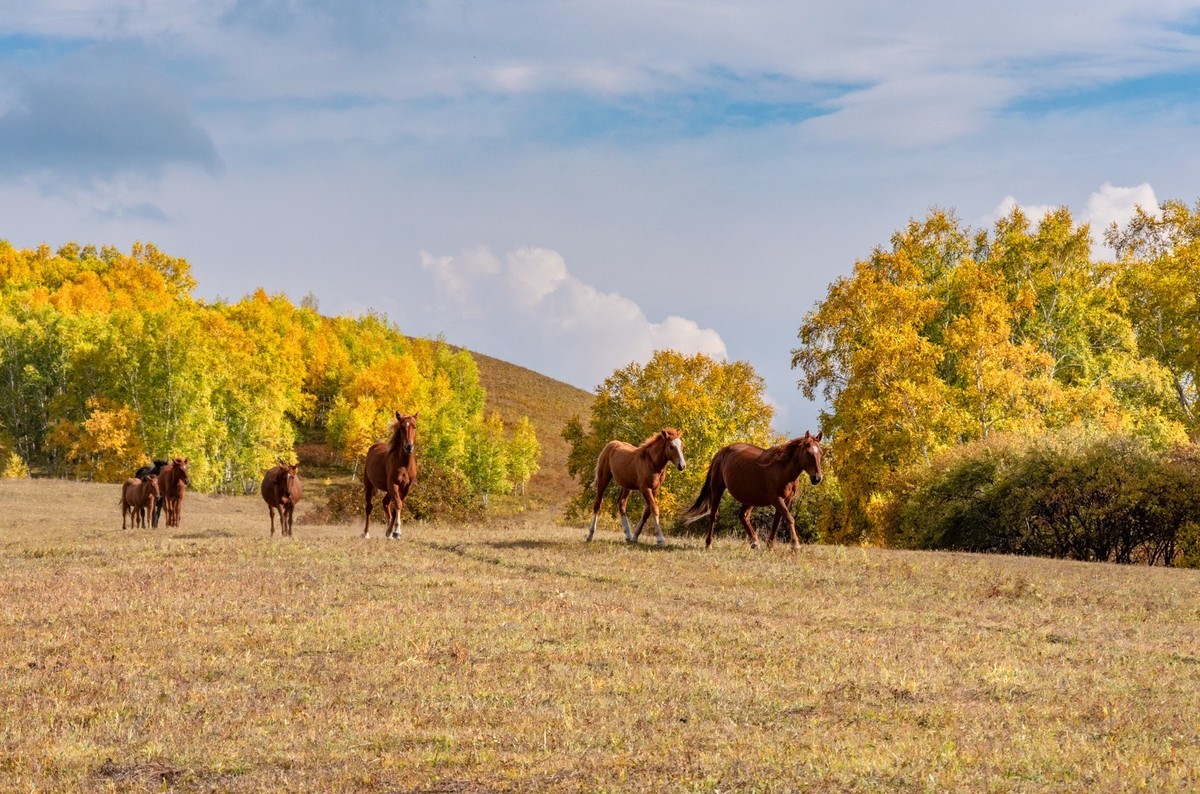 乌兰布统（11）