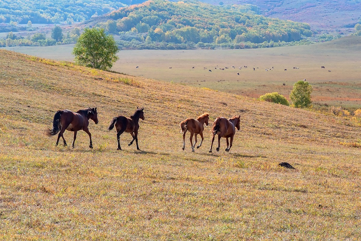 乌兰布统（11）