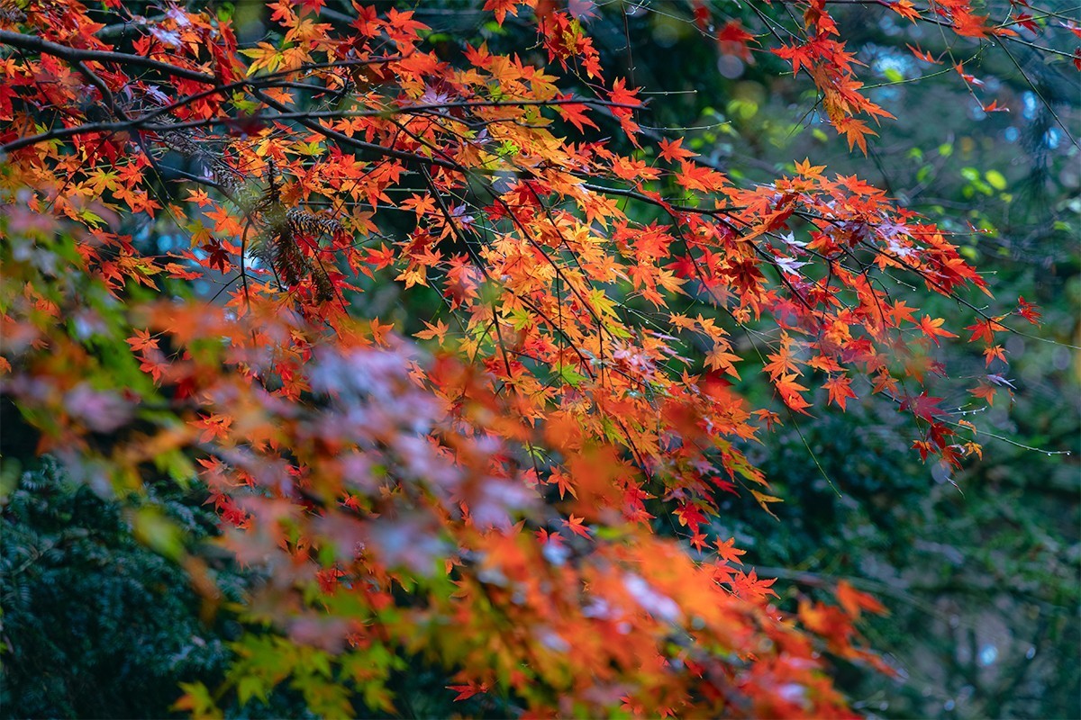 枫叶流丹醉秋山