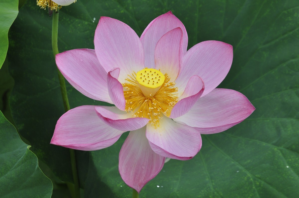 莲花与蜜蜂
