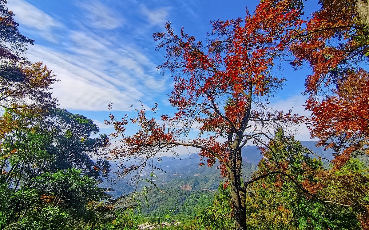 24028－石门红叶 [4]