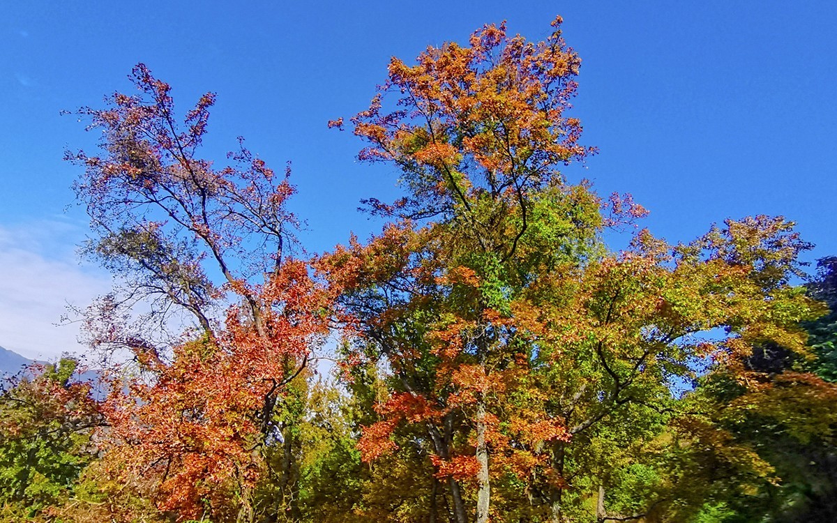 24028－石门红叶 [4]