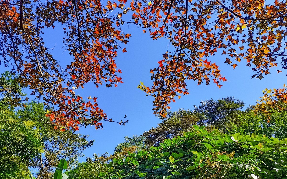 24028－石门红叶 [4]