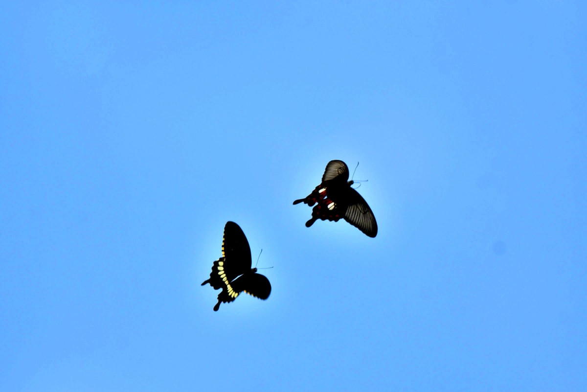 彩蝶双双纷飞时