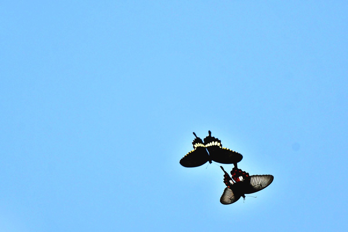 彩蝶双双纷飞时