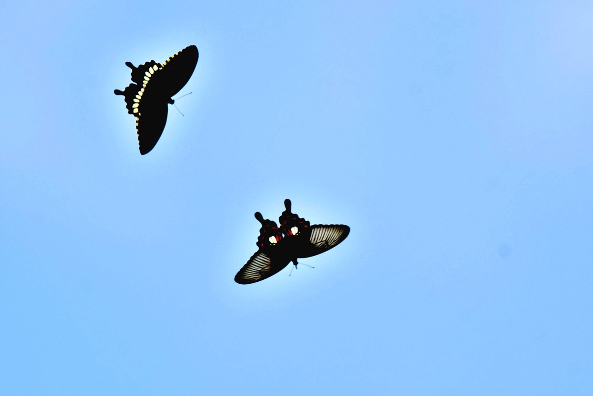 彩蝶双双纷飞时