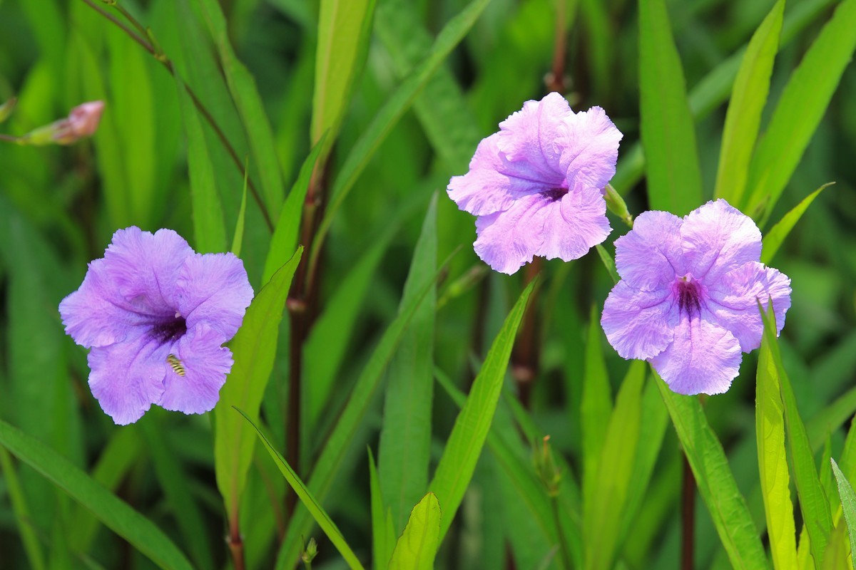 拍摄花卉一（288）