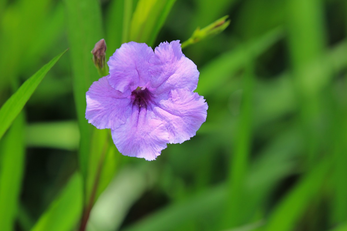 拍摄花卉一（288）