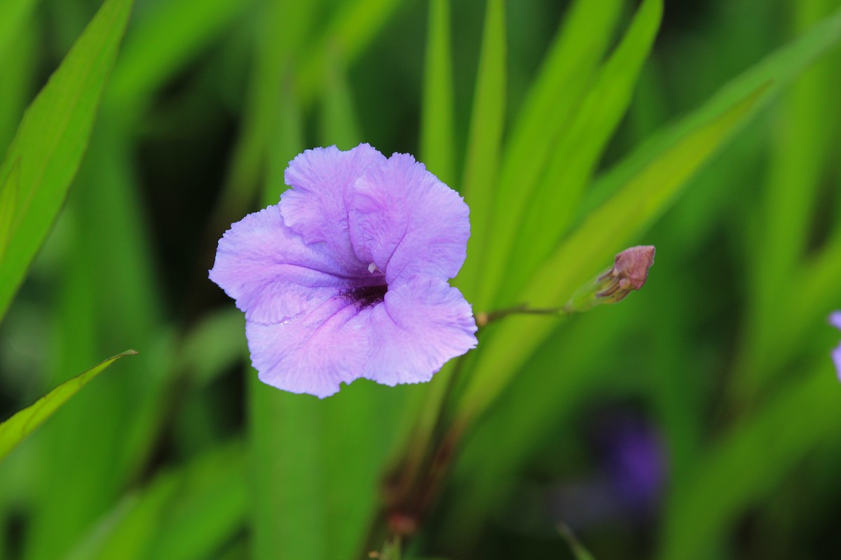 拍摄花卉一（288）