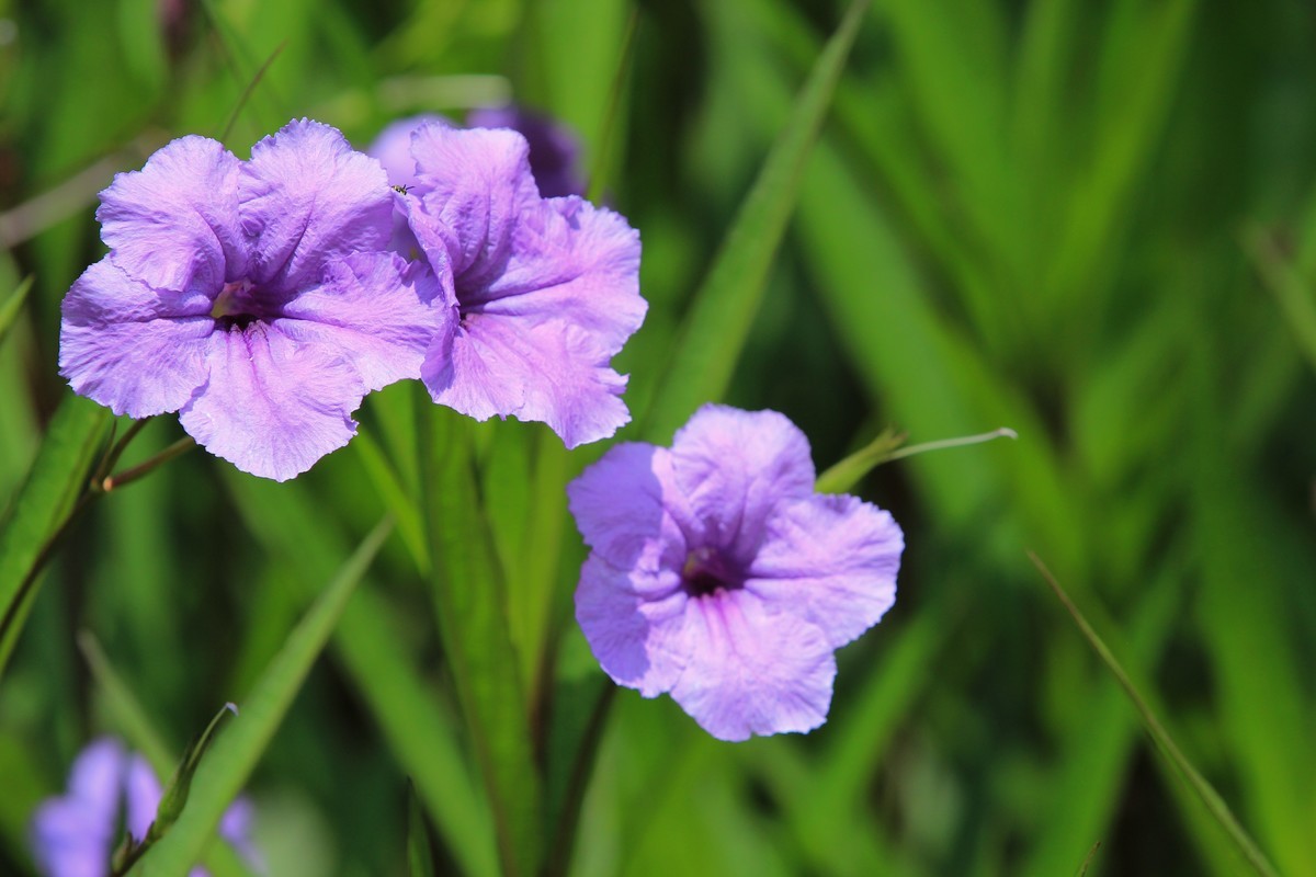 拍摄花卉一（288）