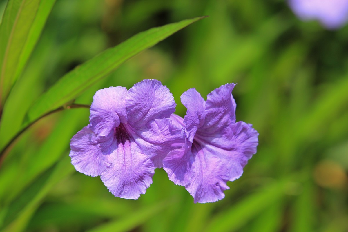 拍摄花卉一（288）