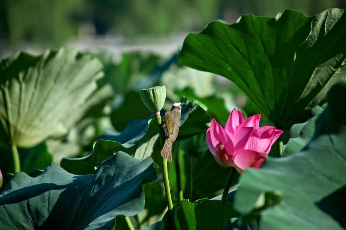 晨拍——喧闹的荷塘