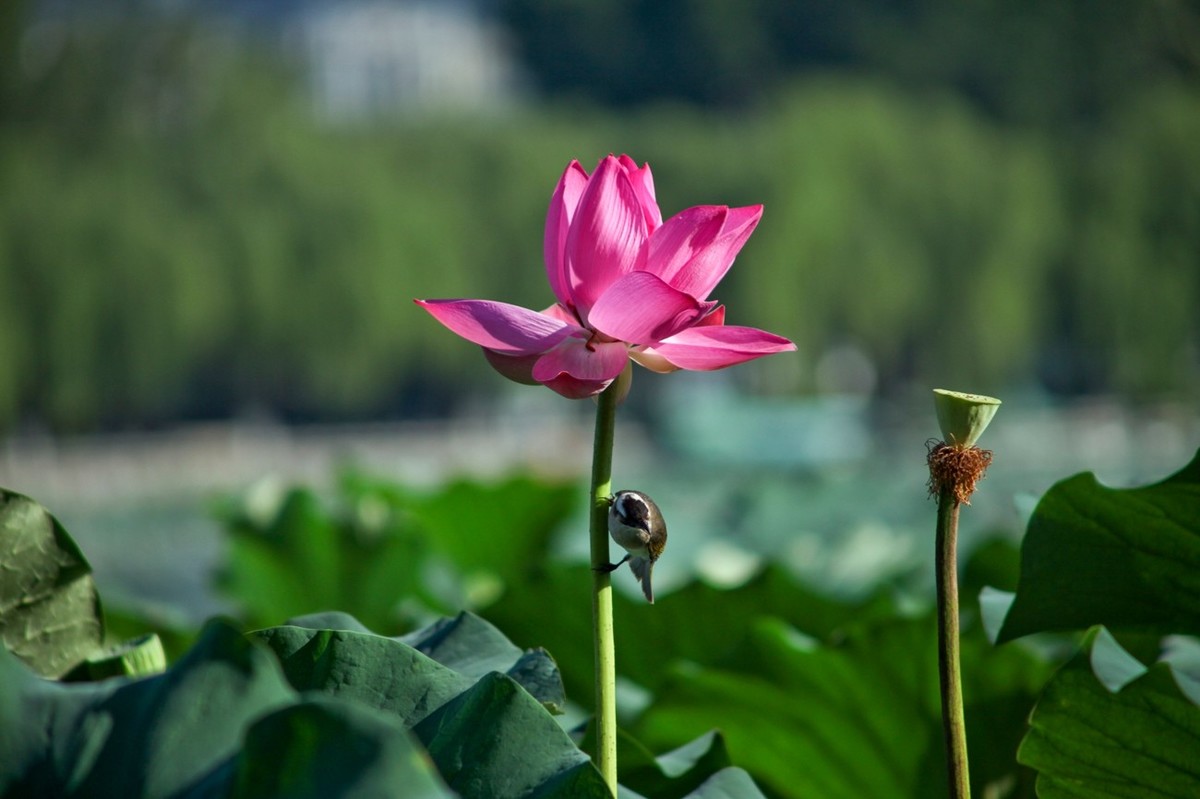 晨拍——喧闹的荷塘