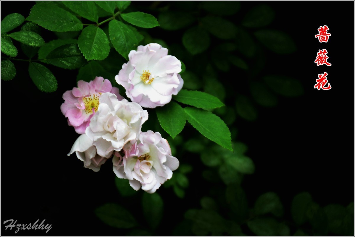 蔷薇花（2024234）